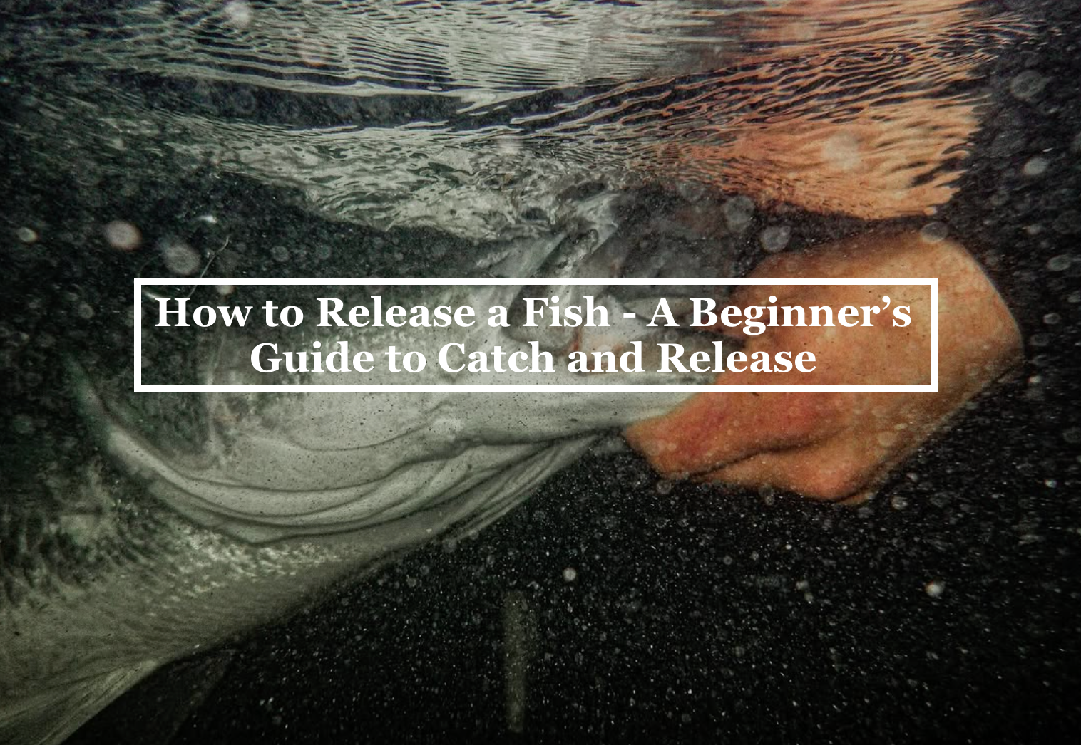 How to Release a Fish - A Beginner’s Guide to Catch and Release