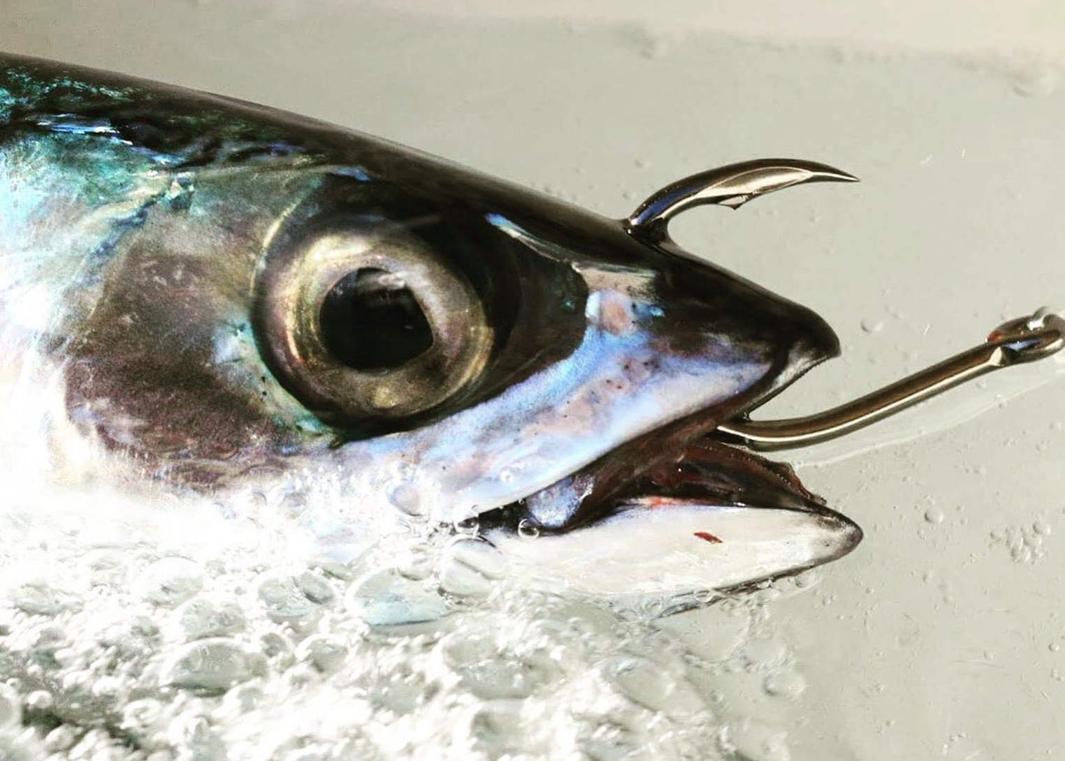 Live Bait Fishing Hooks - Techniques & Brands for Best Hook Success