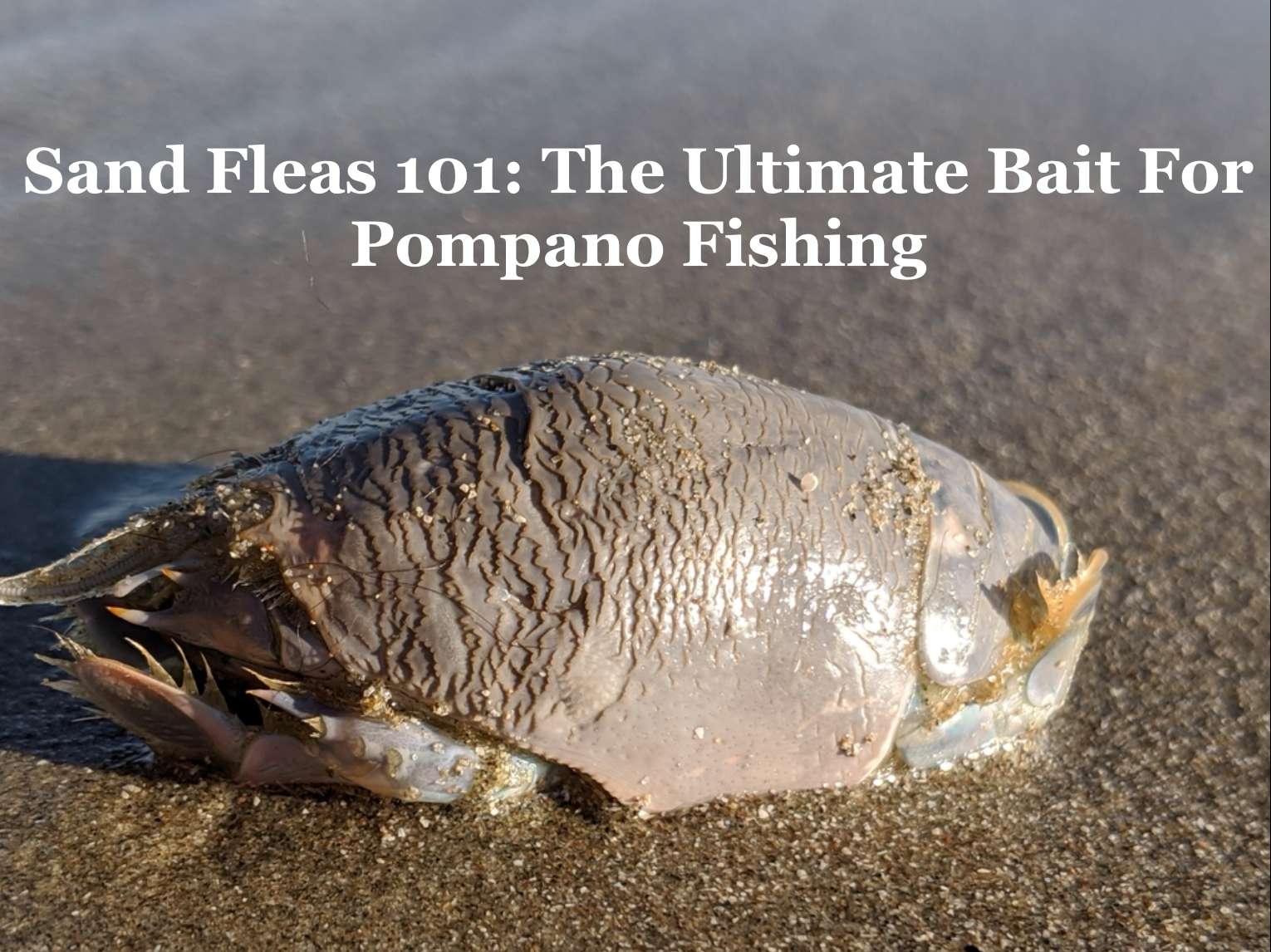Sand Fleas 101: The Ultimate Bait For Pompano Fishing