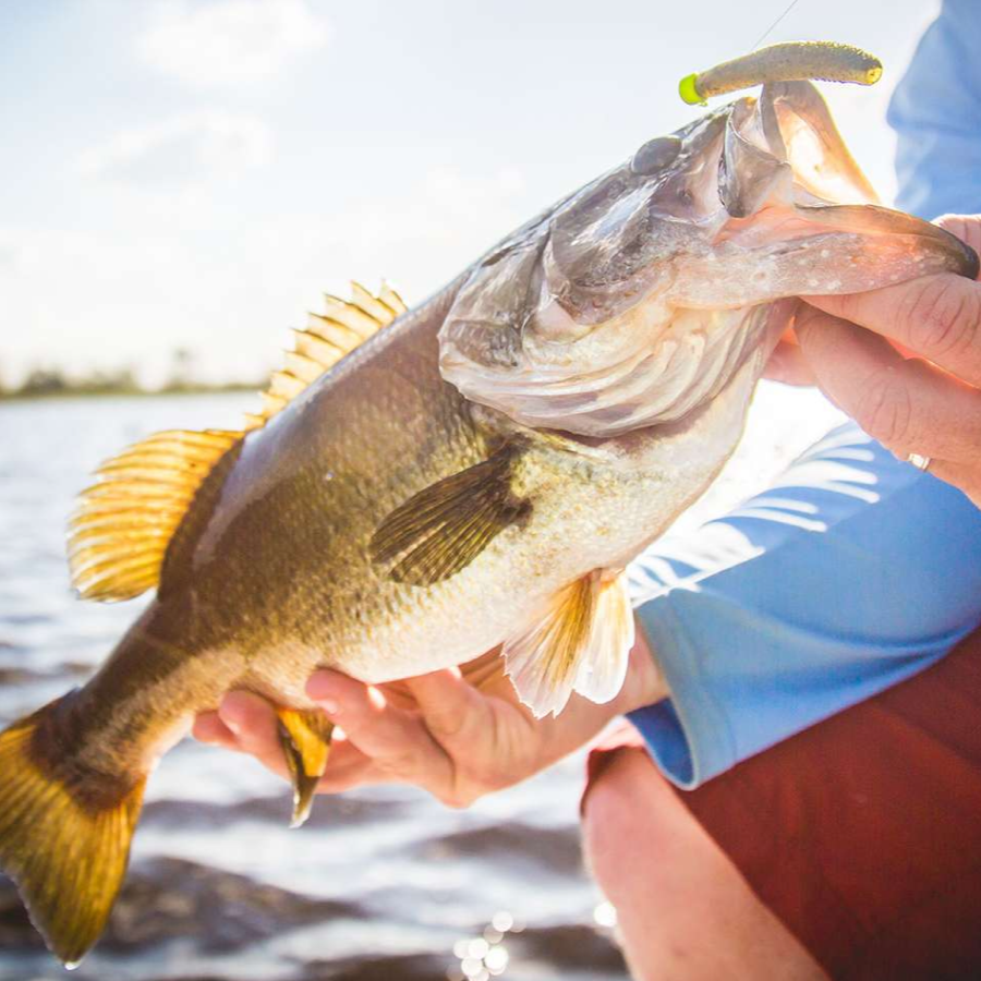 Freshwater Fishing