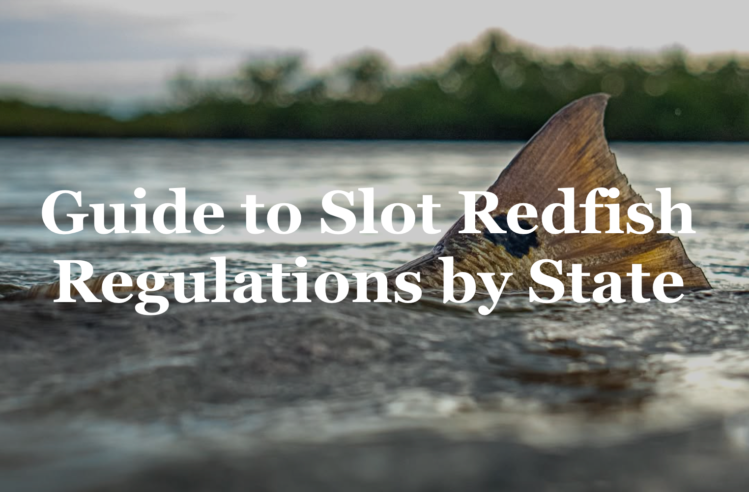 Guide to Slot Redfish Regulations by State