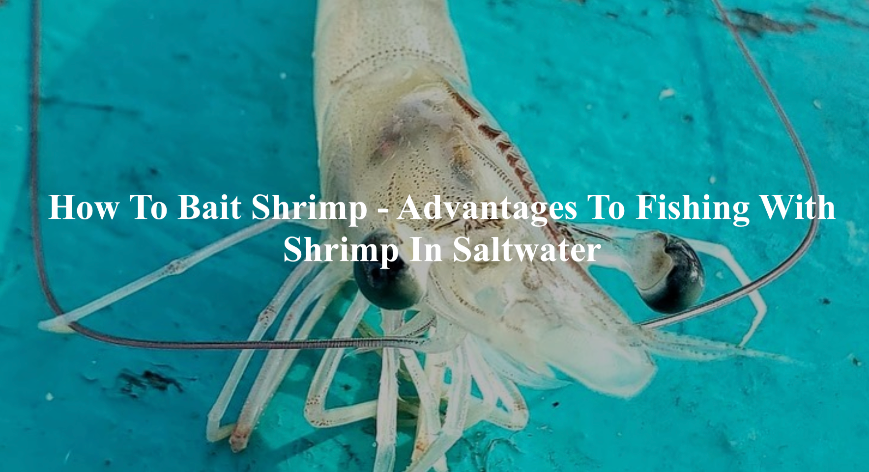 How To Bait Shrimp: Advantages To Fishing With Shrimp In Saltwater