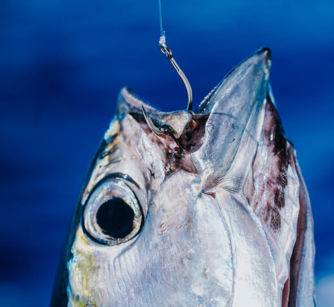 Mustad Fishing