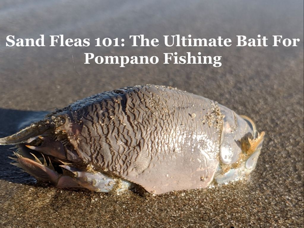 Sand Fleas 101: The Ultimate Bait For Pompano Fishing