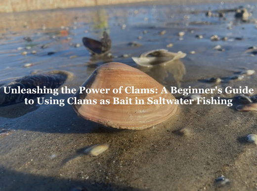 Unleashing the Power of Clams - A Beginner's Guide to Using Clams as Bait in Saltwater Fishing