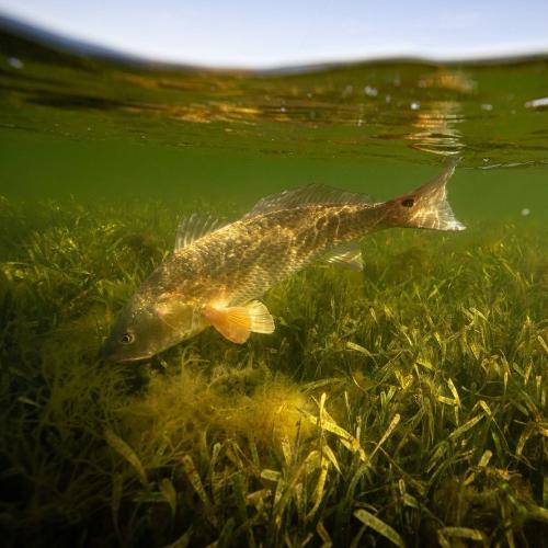 Redfish Fishing