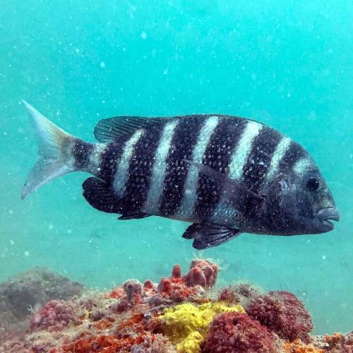 Sheepshead Fishing