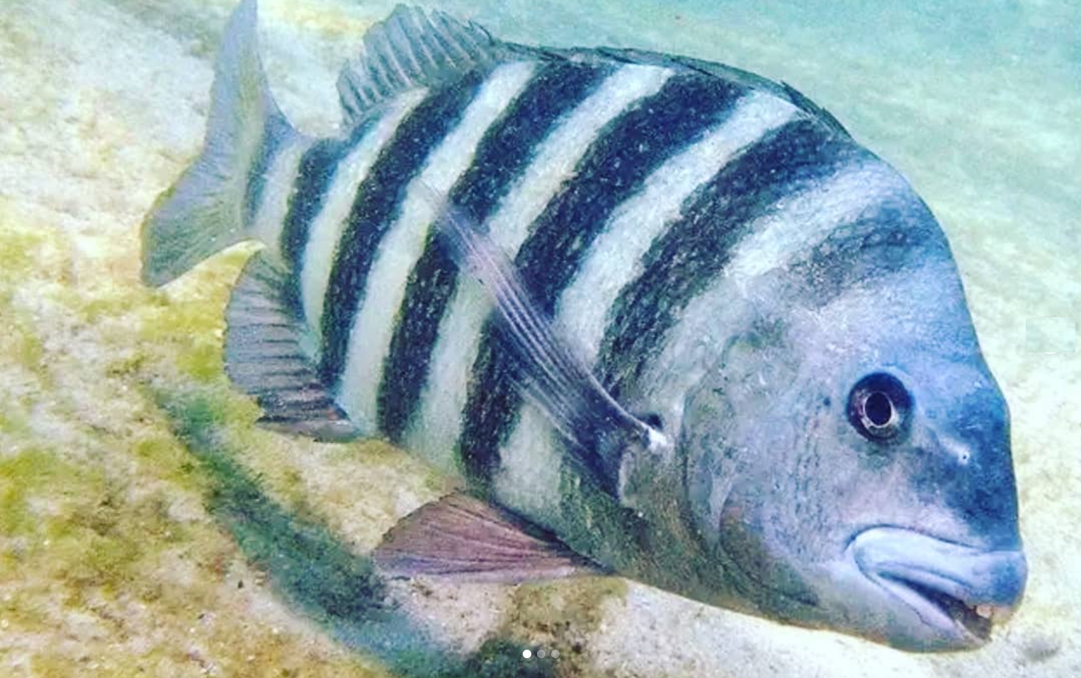 What does a sheepshead fish look like?