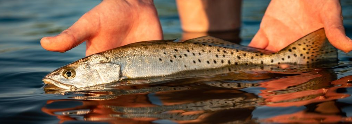 Spotted Seatrout