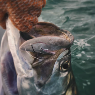 Catching Tarpon