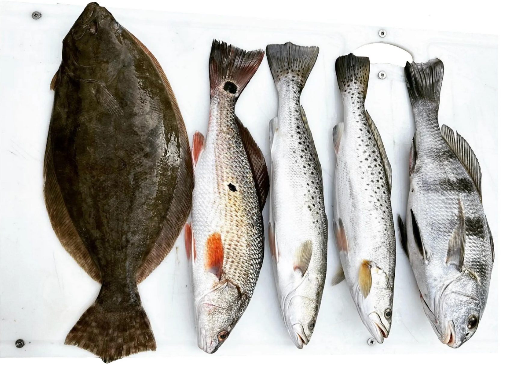 Florida Saltwater Fish Species