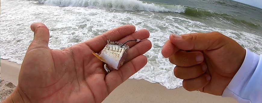 Cut Bait for Saltwater Fishing