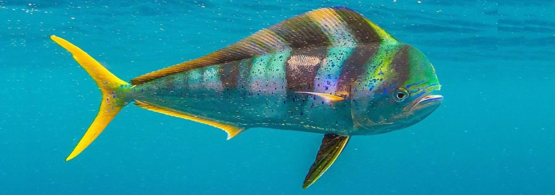 Mahi-Mahi (Dolphin fish)