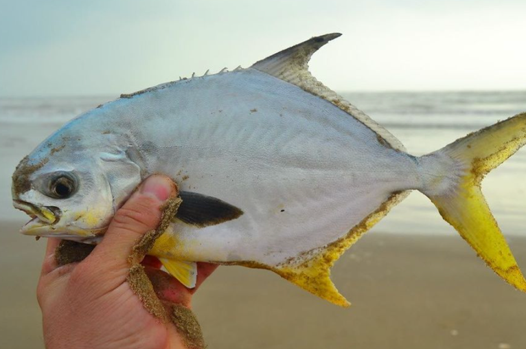 Pompano