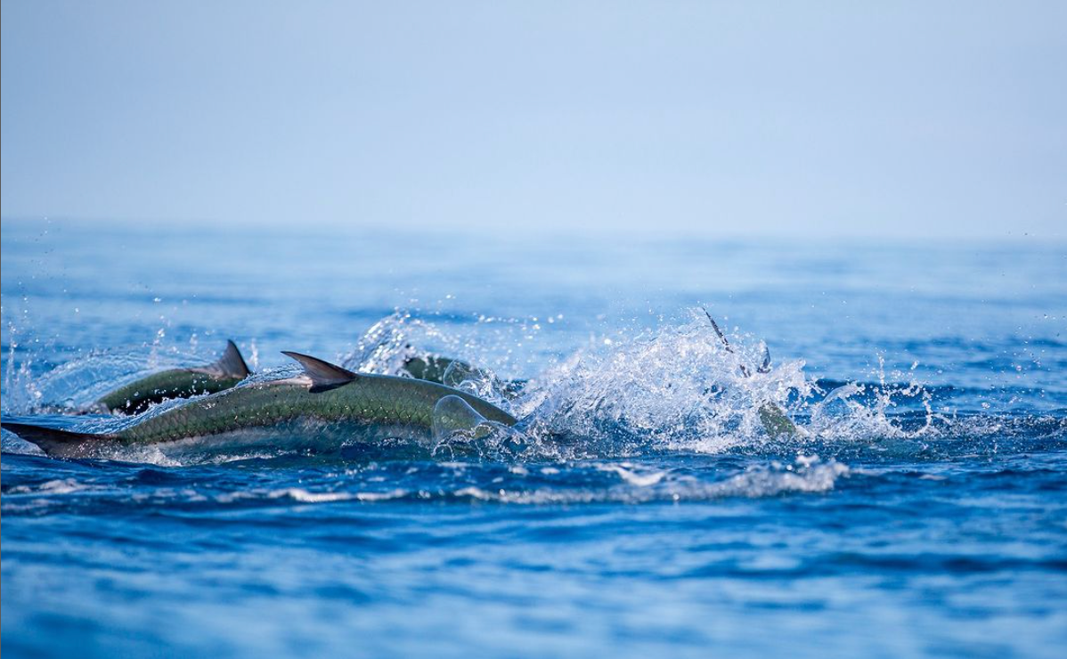 Feeding Tarpons