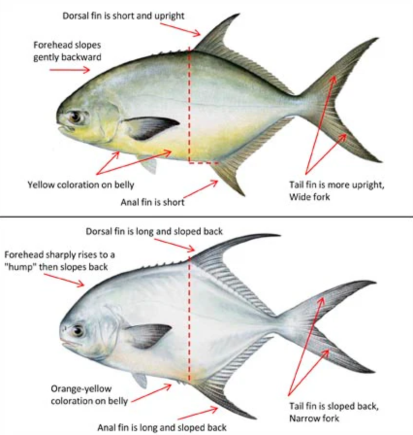 Comparison of permit fish vs. pompano fish, showcasing differences in size, tail shape, and body markings.