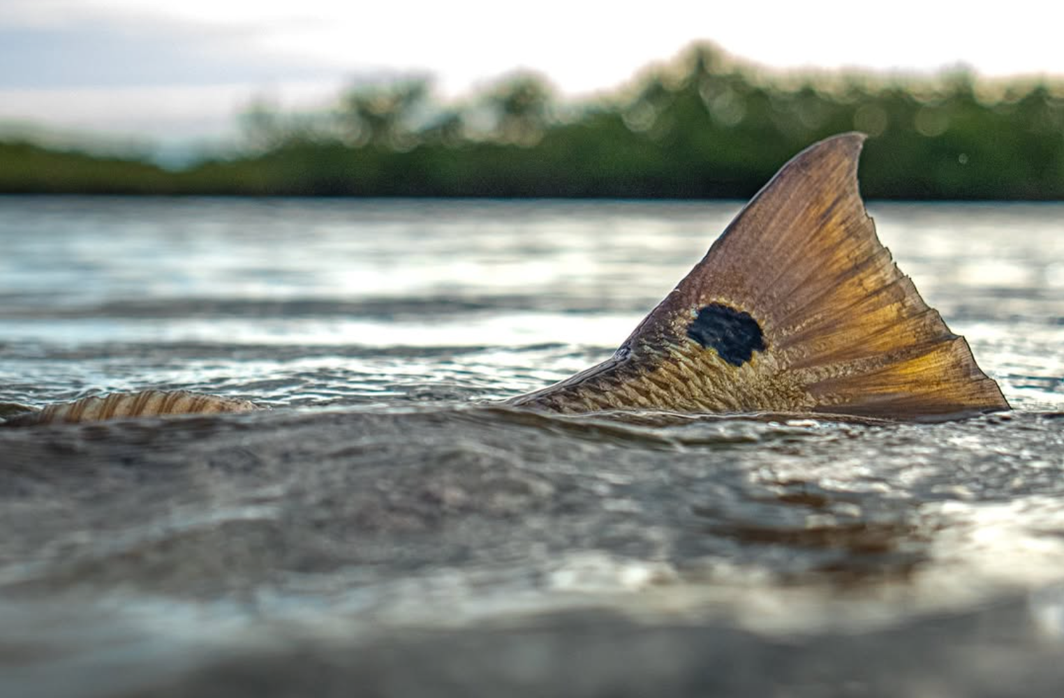 Redfish Regulations