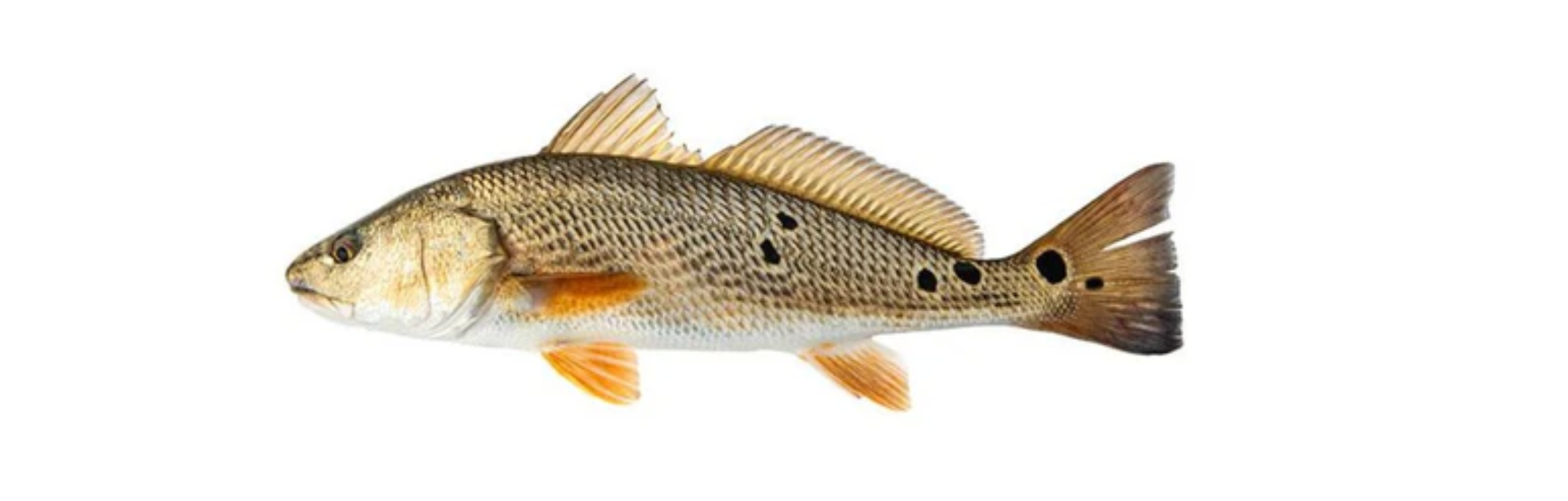 Red Drum Fish