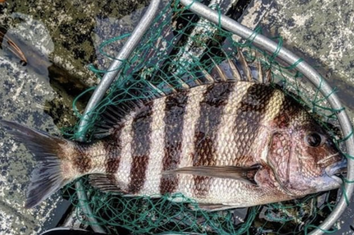 Sheepshead Regulations