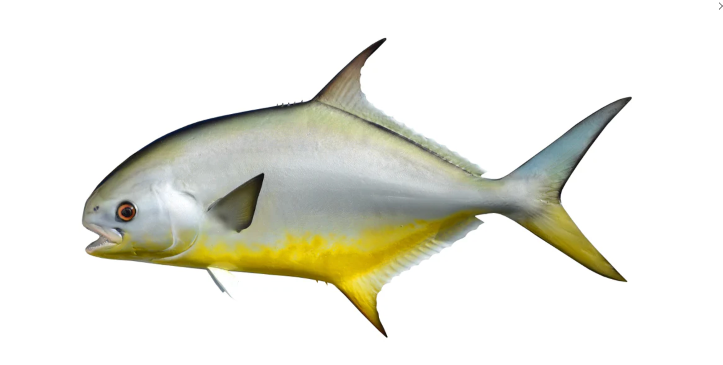 Pompano Fish