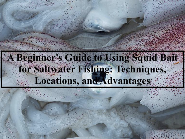 A Beginner's Guide to Using Squid Bait