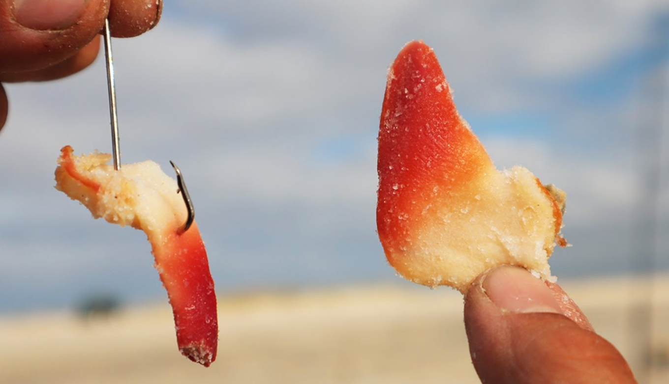 Using clams for bait