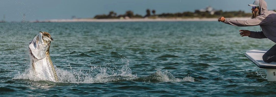 Tarpon