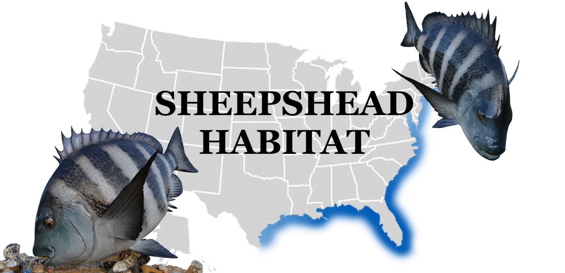 Sheepshead Habitat