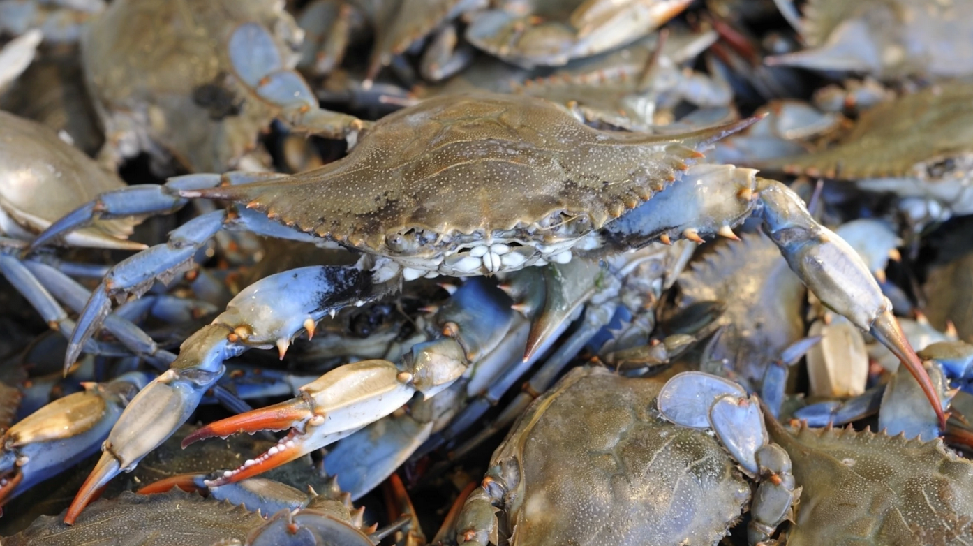 Crabs For Saltwater Fishing