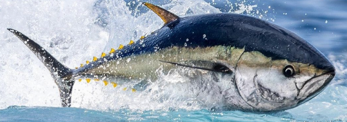Tuna