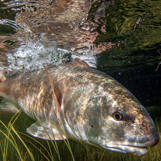 Catching Redfish