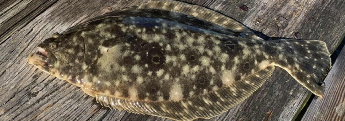 Flounder
