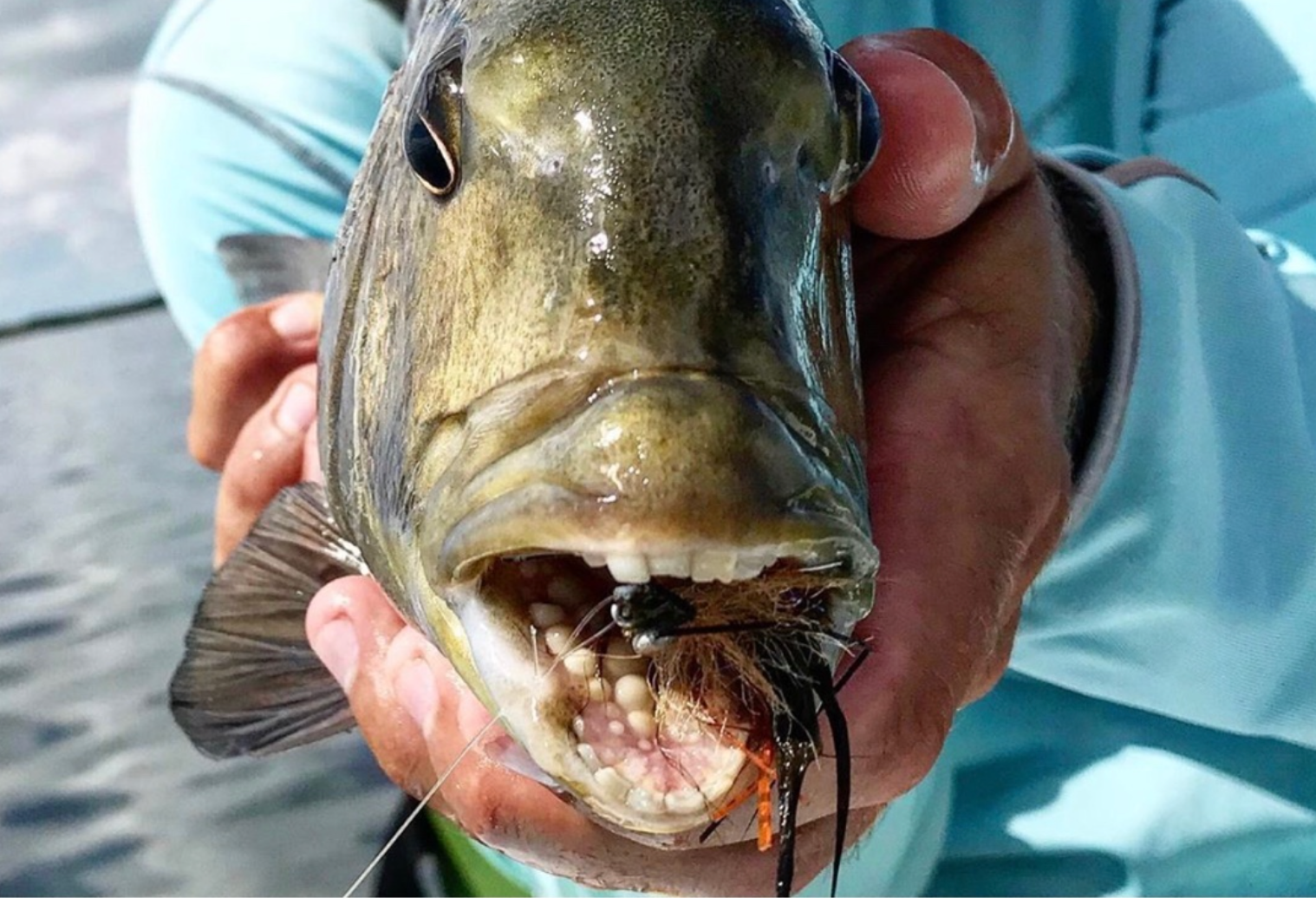 Sheepshead Fish Facts
