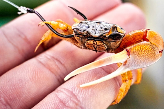 Sheepshead Hooks For Inshore Fishing