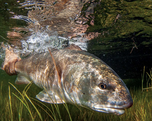How to Release a Fish
