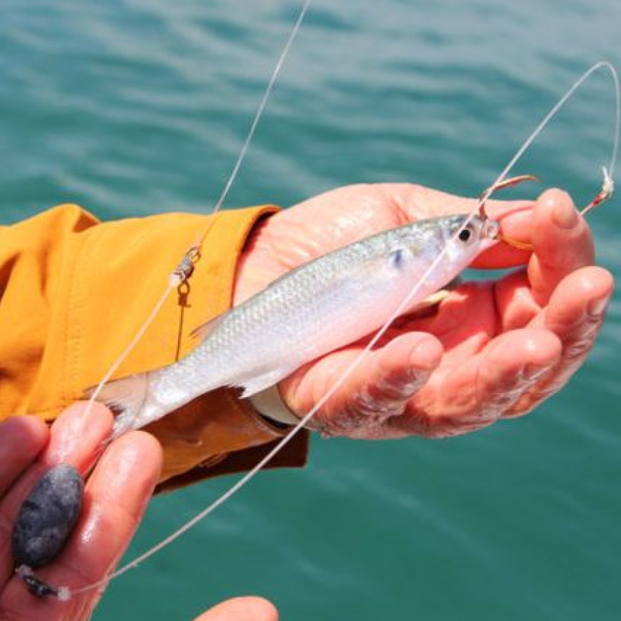 Saltwater Fishing Rigs